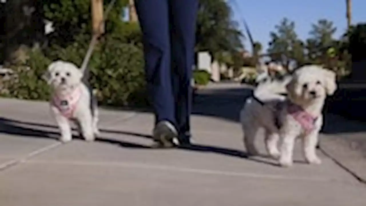 Dogs and humans both can get dementia. More walks can help.