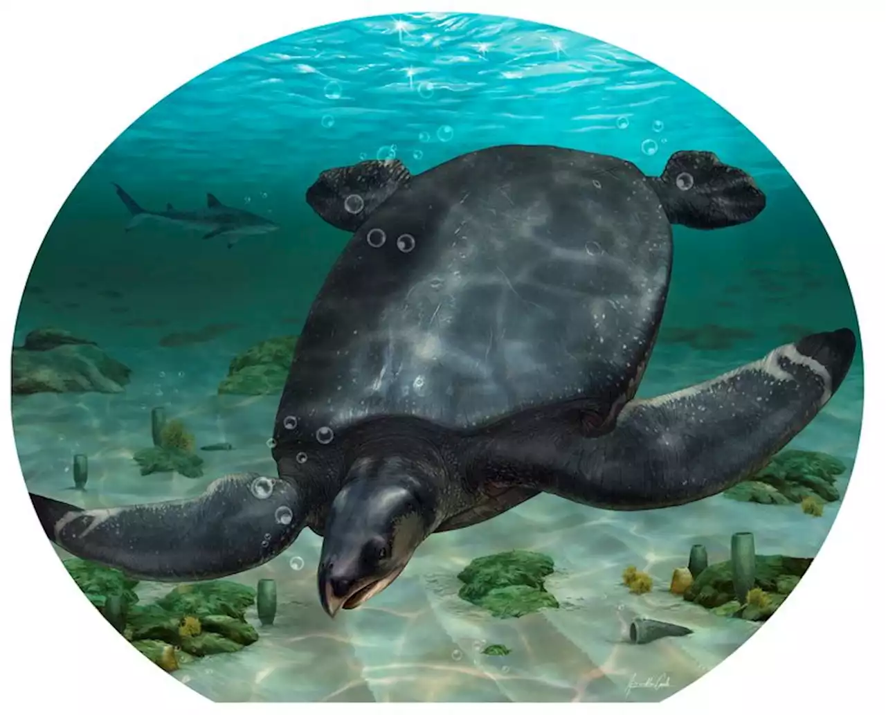 Fossils of car-sized dinosaur-era sea turtle unearthed in Spain