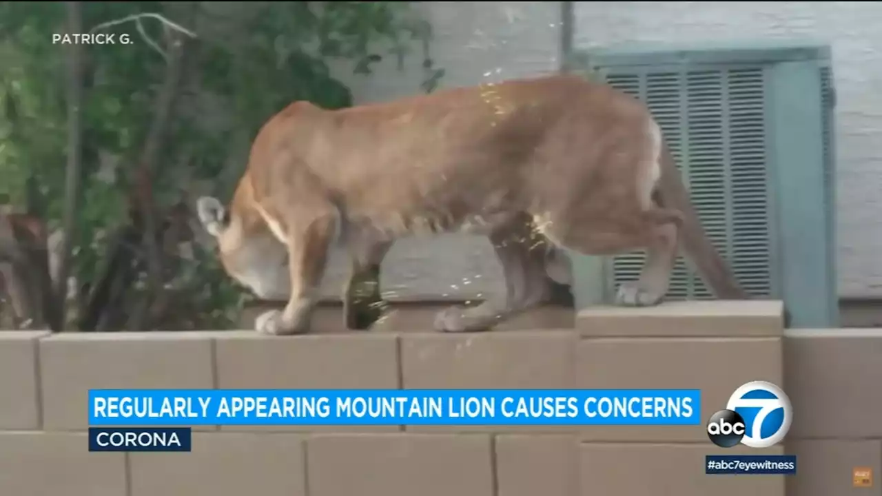 Mountain lion keeps coming back to one Corona neighborhood, resident says