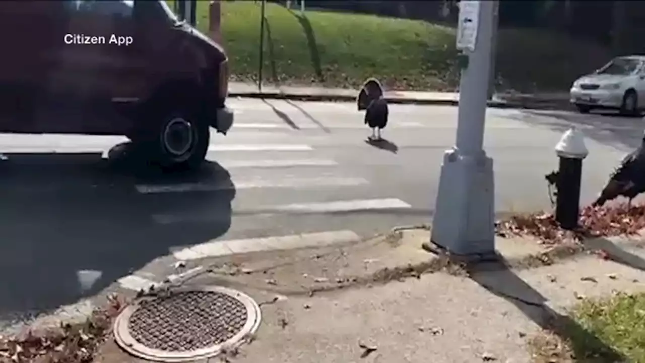 Staten Island wild turkeys spotted walking in neighborhood