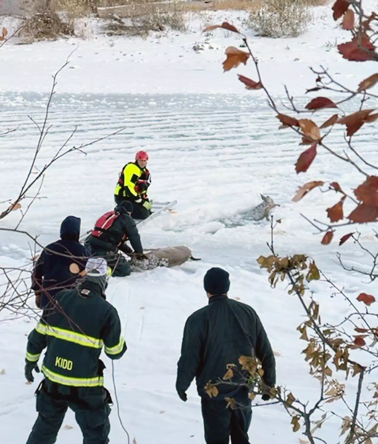 Firefighters rescue doe, fawn from icy Montana river