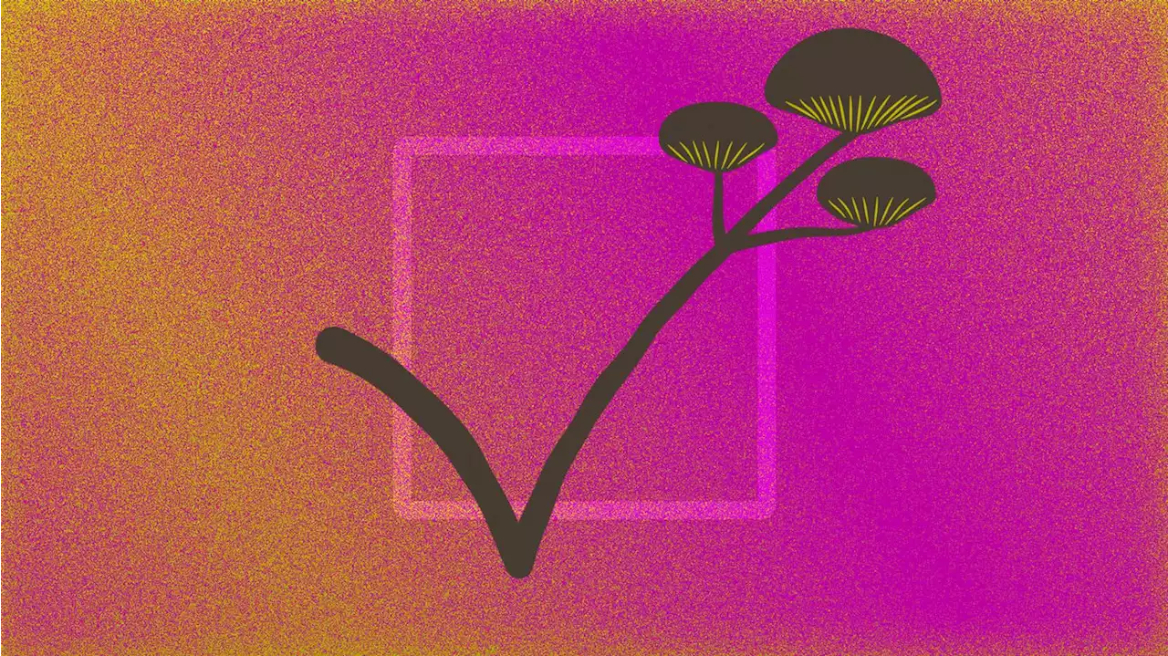 Colorado voters decriminalized magic mushrooms. Here's what's next.