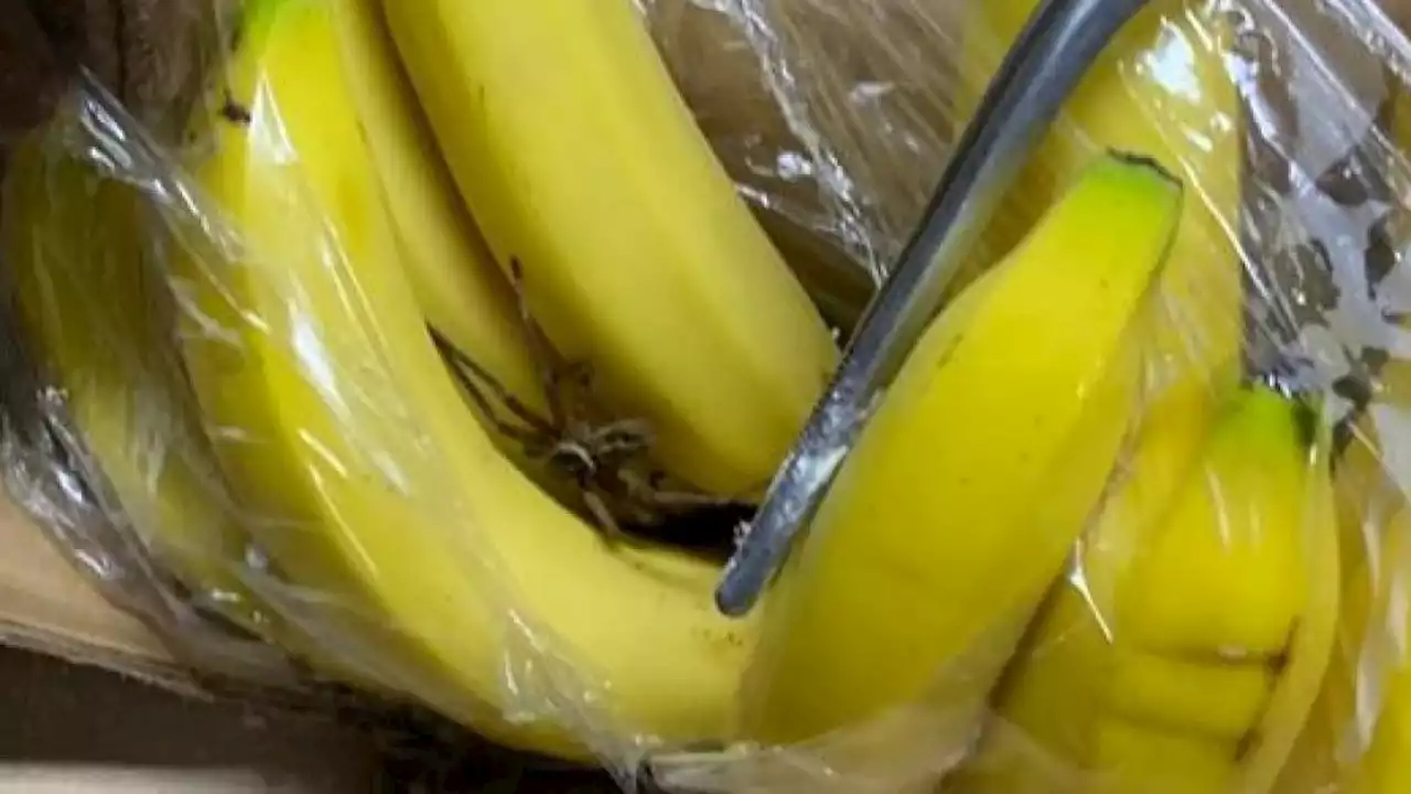 Giftige Bananenspinne in Wertinger Einkaufsmarkt entdeckt