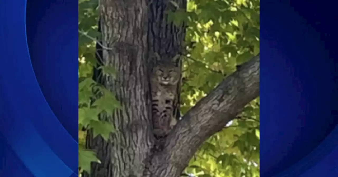 Bobcats spotted on Azusa Pacific University campus