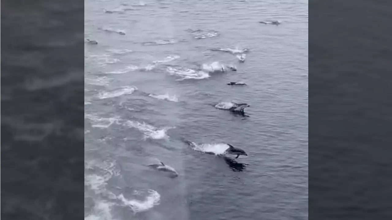 'Pure elation': Dozens of dolphins swim alongside BC Ferries vessel to onlookers delight