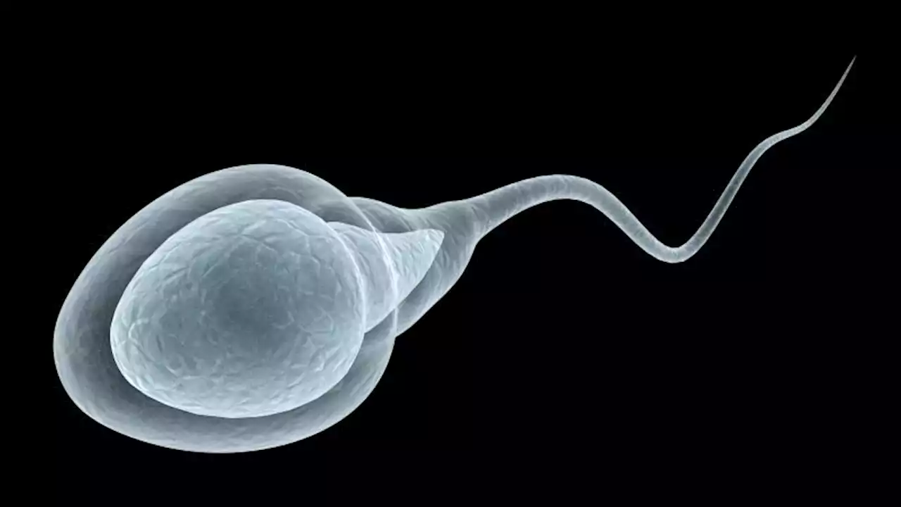 Sperm counts may be declining globally, review finds, adding to debate over male fertility | CNN