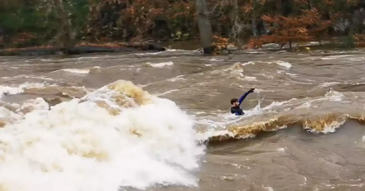 Daredevil caught swimming down River Don in heart-stopping footage amid floods