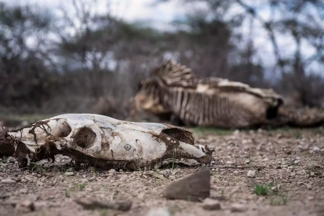 THE CONVERSATION: Climate change and wildlife – three studies that reveal the devastating toll on Africa’s animals