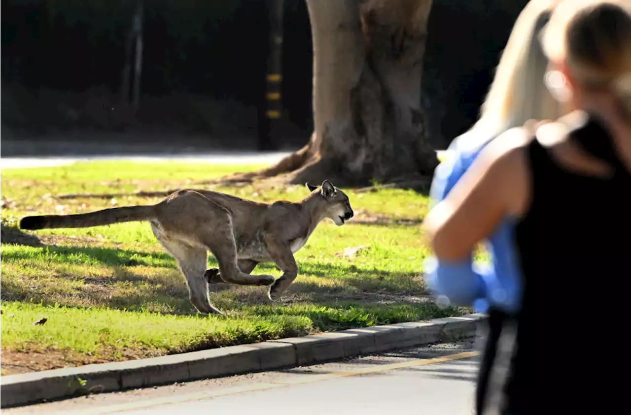 Mountain Lion Confronts Dog Walker In Hollywood Hills, Kills One Animal