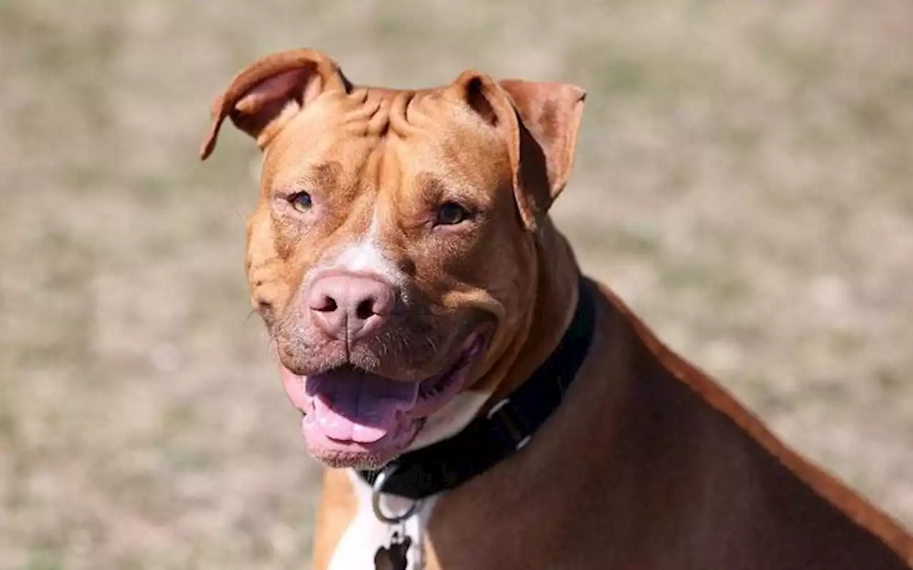 Veterinary expert on pit bull ban: 'The solution lies in creating awareness'