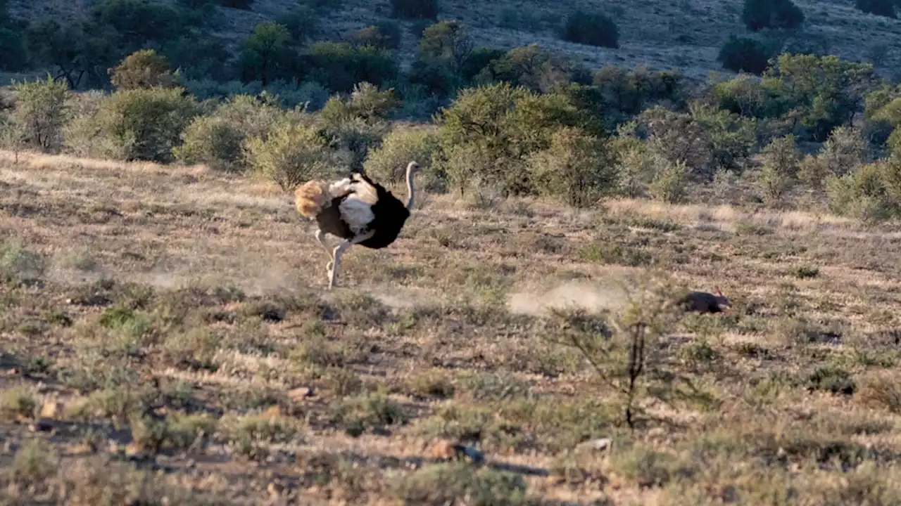 PICS: Ostrich chases aardvark! | News24