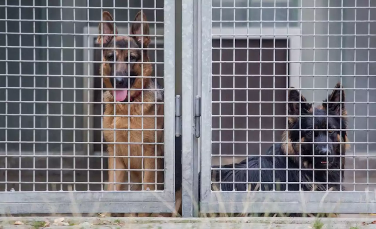 Tierschutzbund sendet SOS: Jedes vierte Tierheim vor dem Aus - idowa