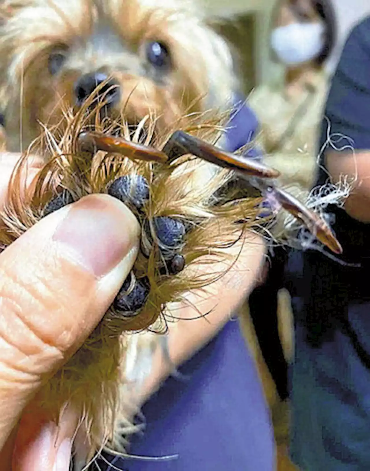 冷凍庫に大量の犬の死骸、病気・負傷の犬も発見…女「この程度は虐待ではない」 - トピックス｜Infoseekニュース