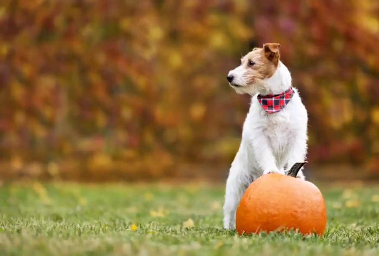 City of San Antonio Animal Care Services offers Thanksgiving tips for pet owners