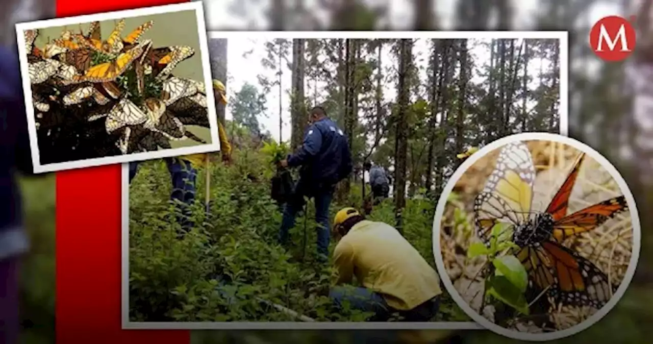 Mariposas monarca en Michoacán: cómo llegar, santuarios y actividades