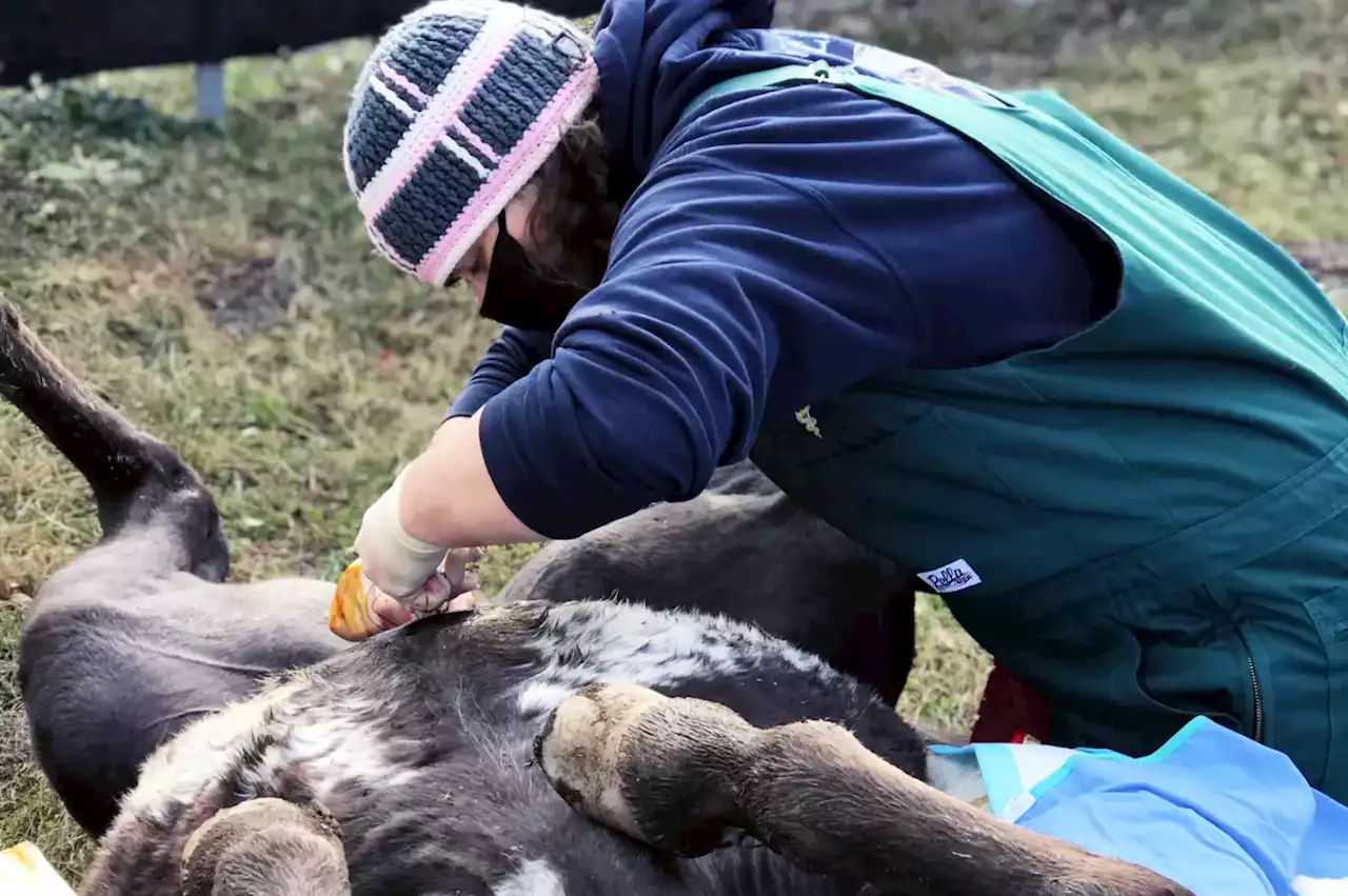 Veterinary medicine program to be considered at UNBC