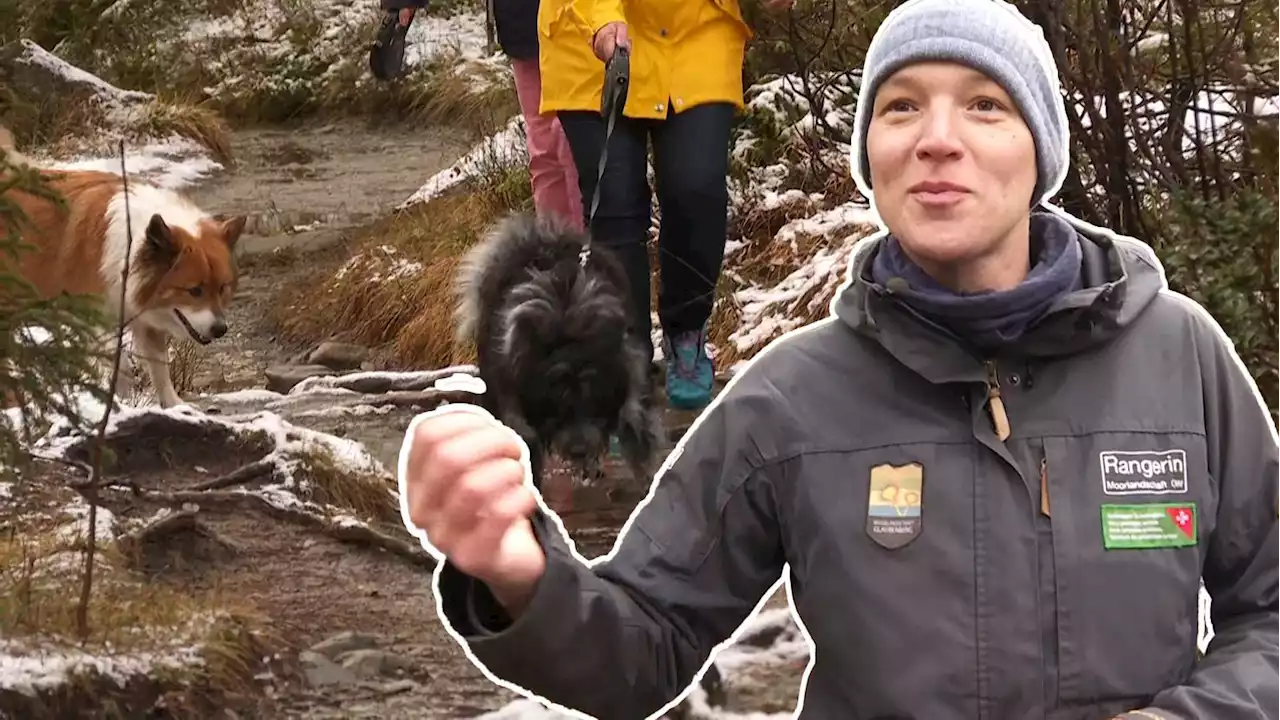 Der Kanton Obwalden will mit einer Leinenpflicht die Wildtiere im Wald besser schützen