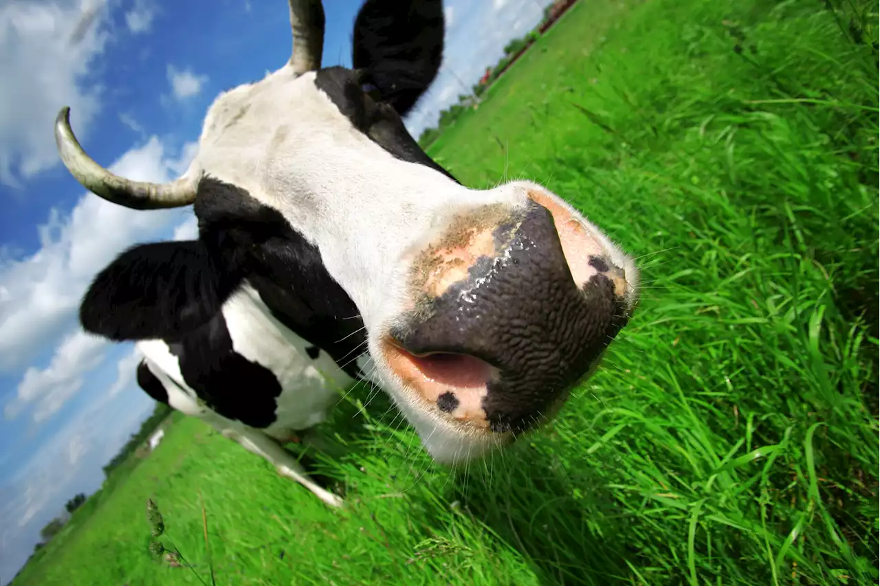 Why German scientists got cows stoned