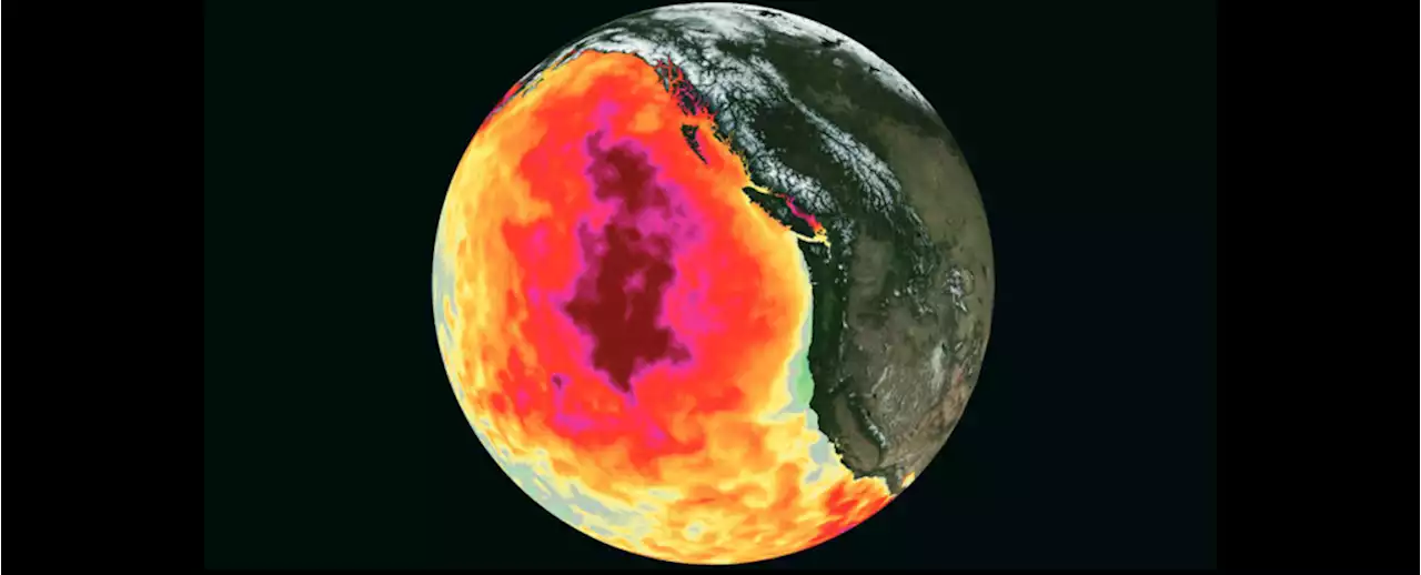 6 Years Later, Marine Life Still Hasn't Recovered From The Monstrous Ocean Heat Blob