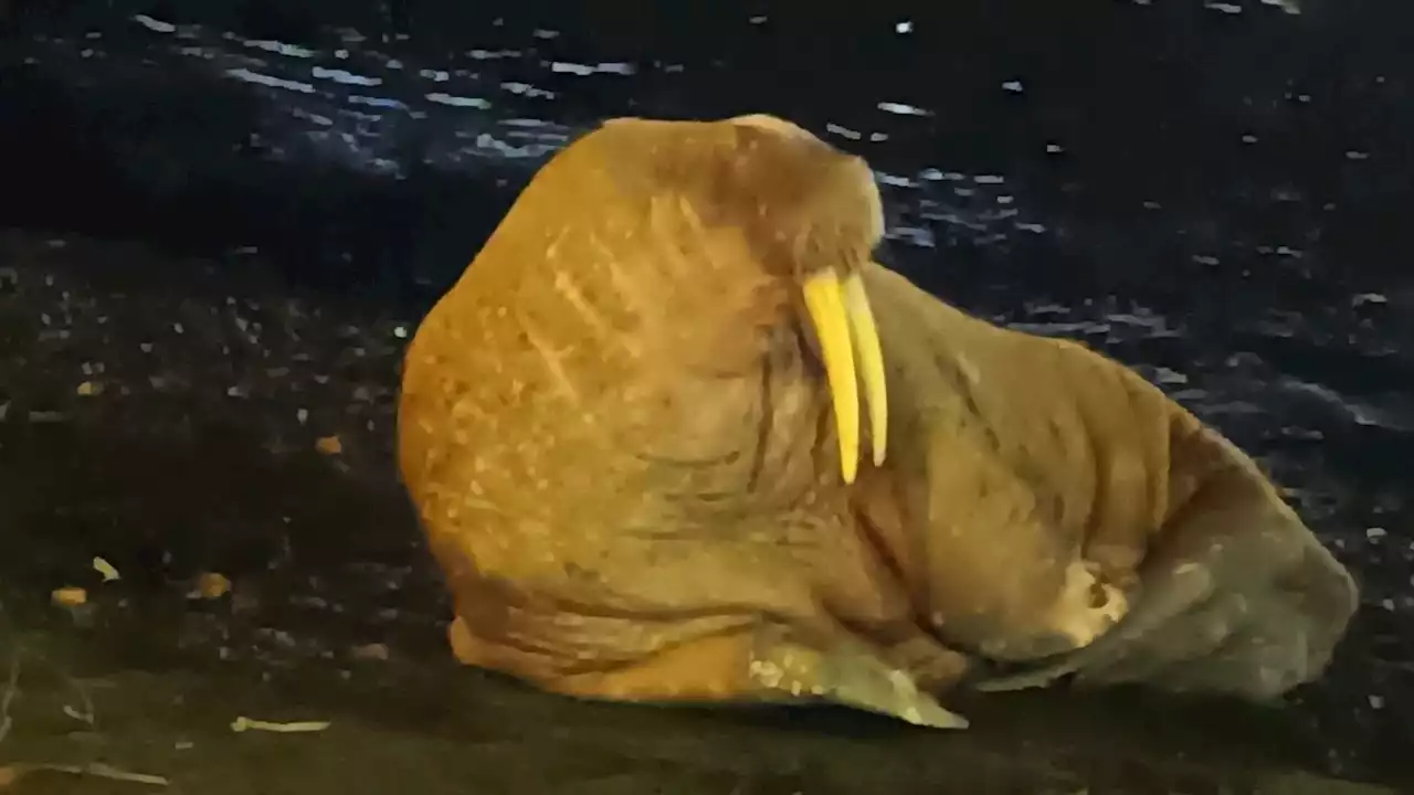 Walrus seen miles from Arctic habitat in Normandy, northern France