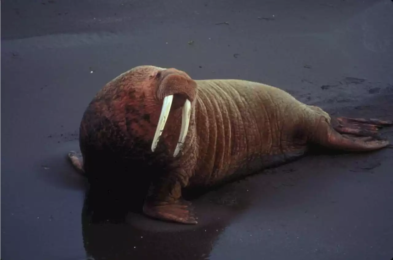 Un morse s’installe dans un port de Normandie, un événement très rare