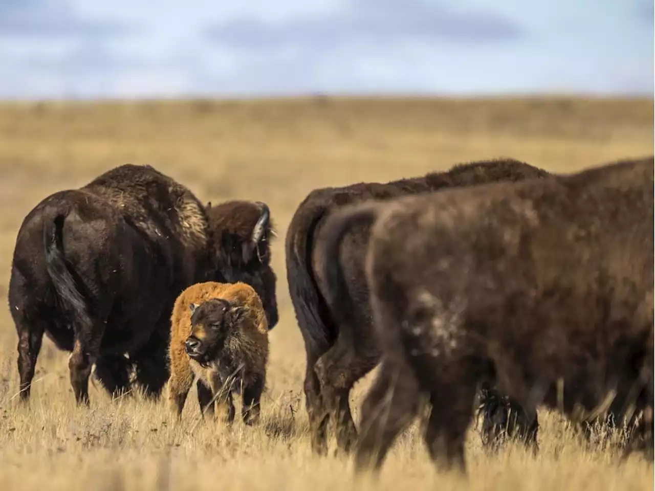 Bison returning to the land at Batoche thanks to Métis Nation—Sask., Parks Canada agreement