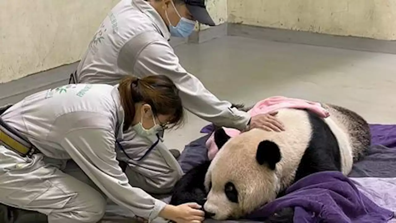 Famous panda gifted to Taiwan by China passes away