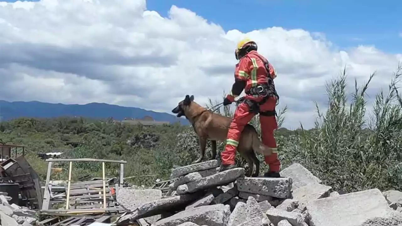 PERROS RESCATISTAS TAMBIÉN SE FORMAN EN LA UNAM | UNAM Global