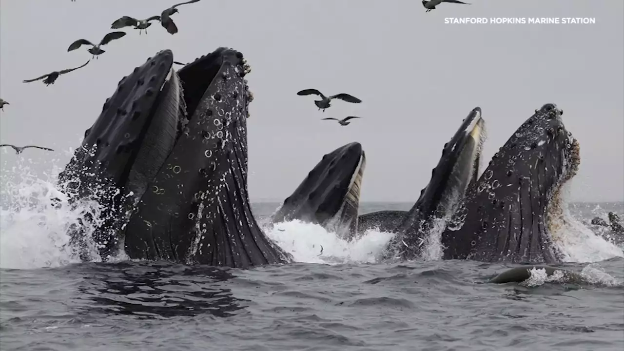 Stanford study on whales, microplastics reveals concerning level of food chain contamination