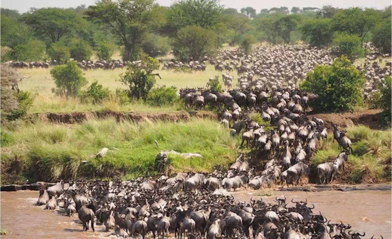 Kenya: Land Ownership Model Is Restoring Biodiversity, Empowering Communities in Kenya #AfricaClimateHope