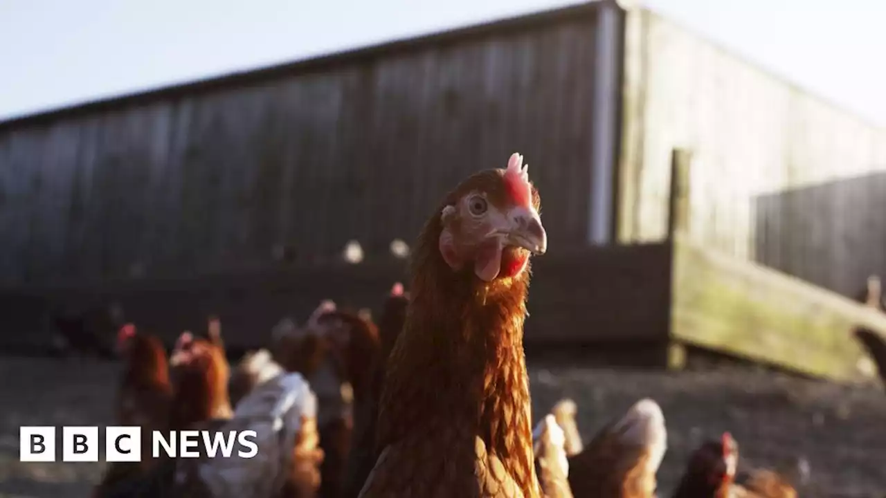 Bird flu: Irish farmers ordered to keep flocks indoors