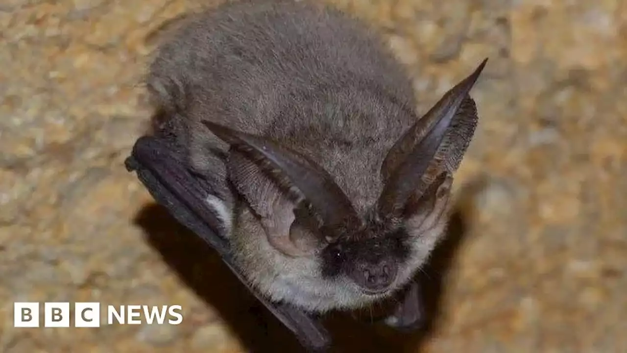 DNA analysis finds rare bat roosting in Somerset church