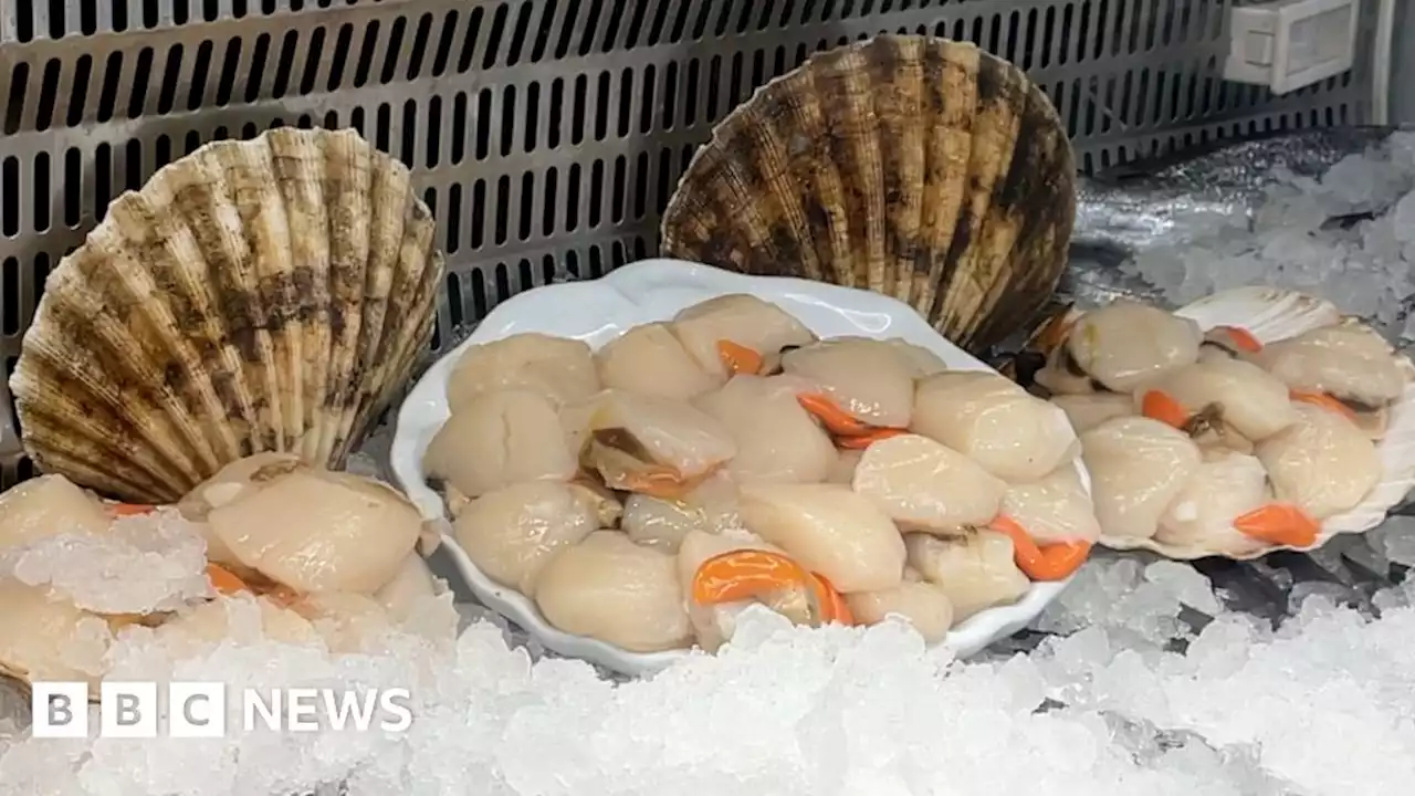 Isle of Man fishermen welcome cut in size of king scallop fleet