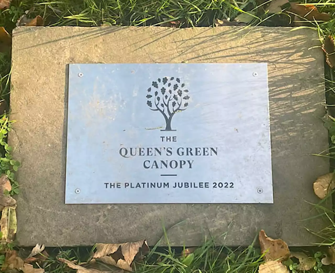 Cherry blossom saplings being given away for Queen’s Green Canopy