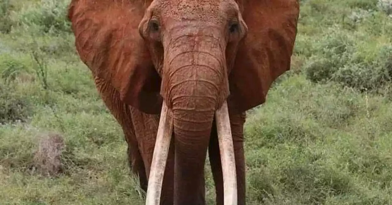 Kenya's famous matriarch elephant, believed to be the largest female tusker in Africa, has died