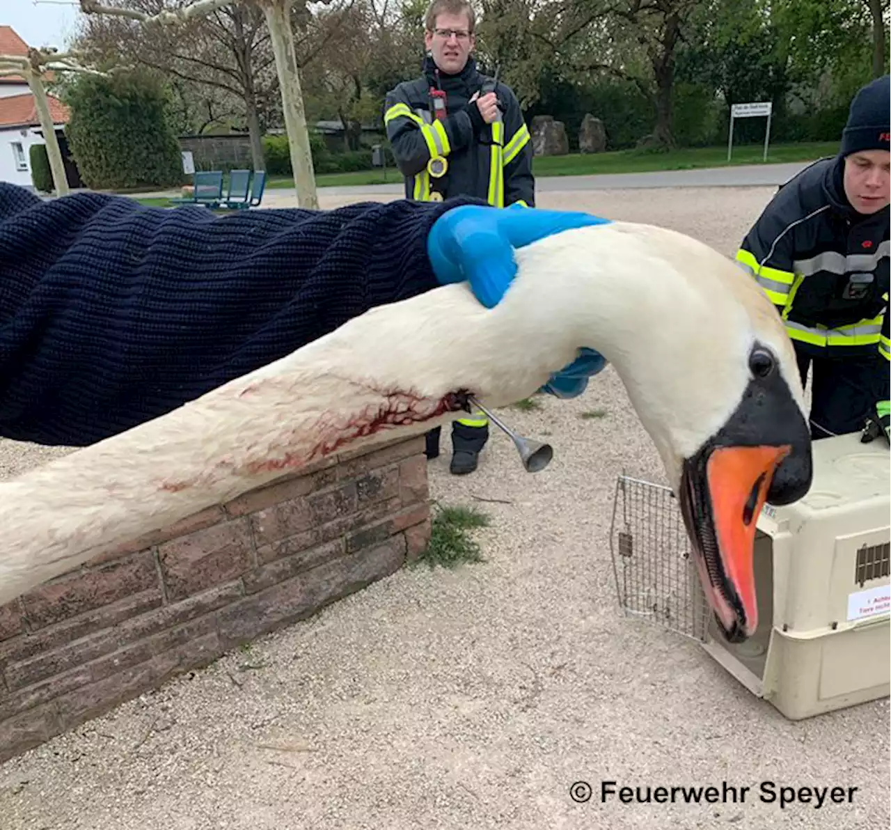 So funktioniert die Tierrettung in Deutschland