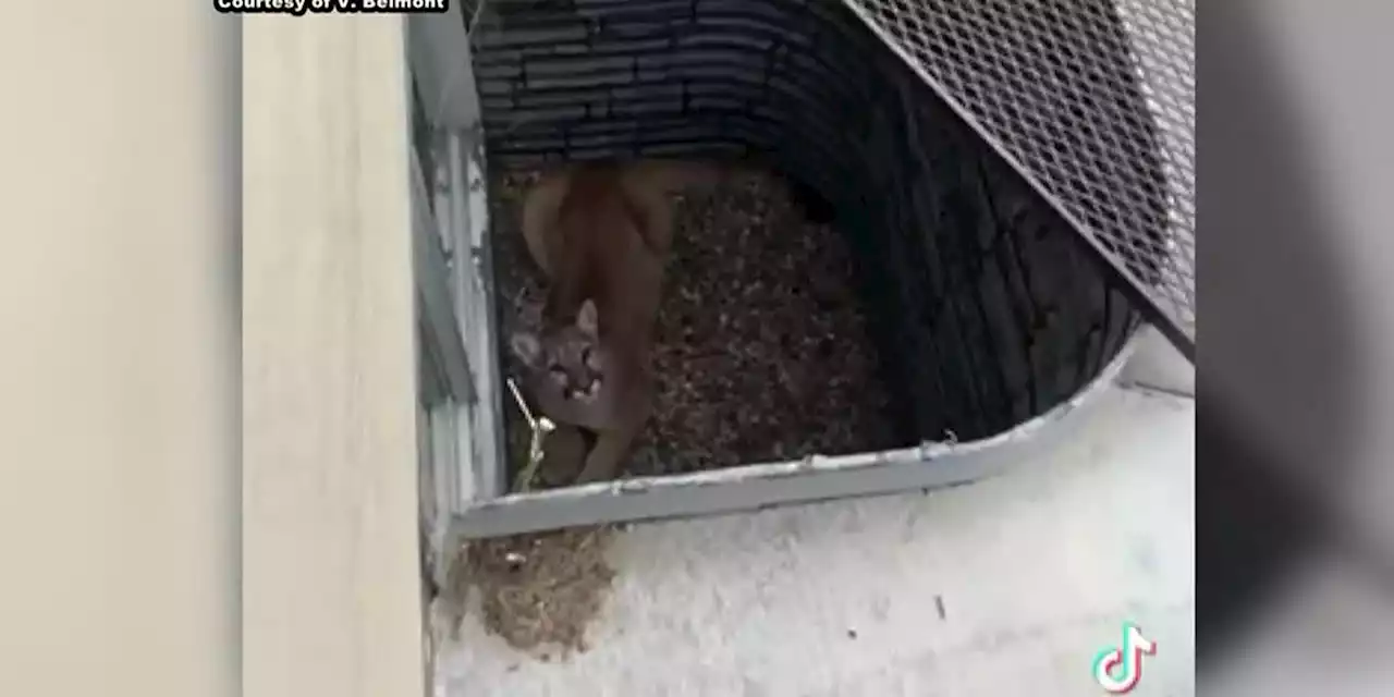 Mountain lion climbs over fence of home, found in window cellar