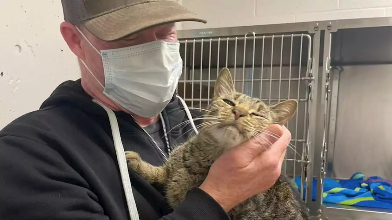 'Overjoyed': Missing Victoria cat found months later in Nanaimo, B.C.