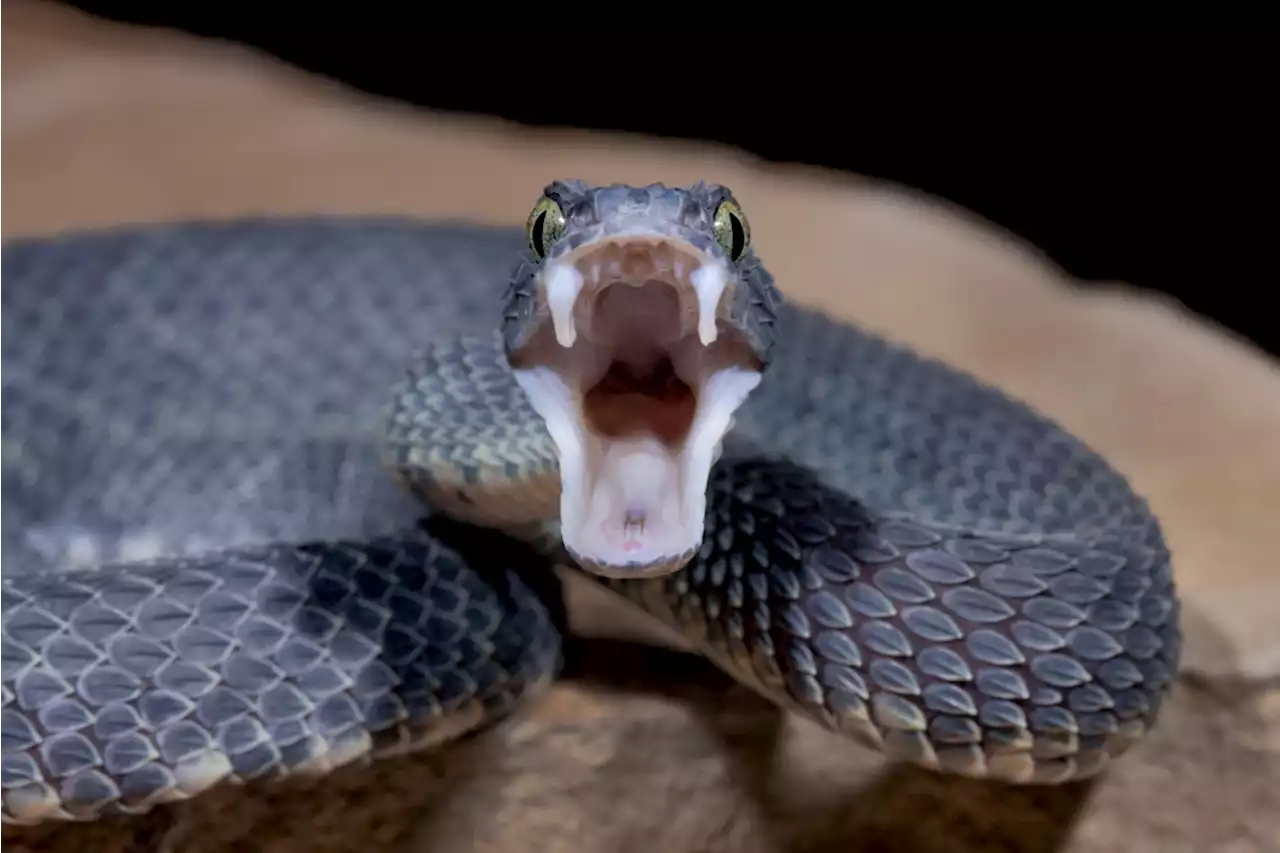 Deadly Animal Venom Could Lead To Pharmaceutical Breakthroughs