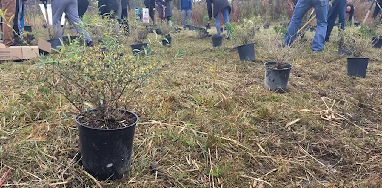 Highway of Heroes campaign concludes with more than two million trees planted