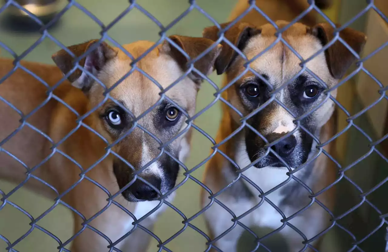 Hays County OKs $23 million animal shelter, and it hopes services keep pets with their humans.