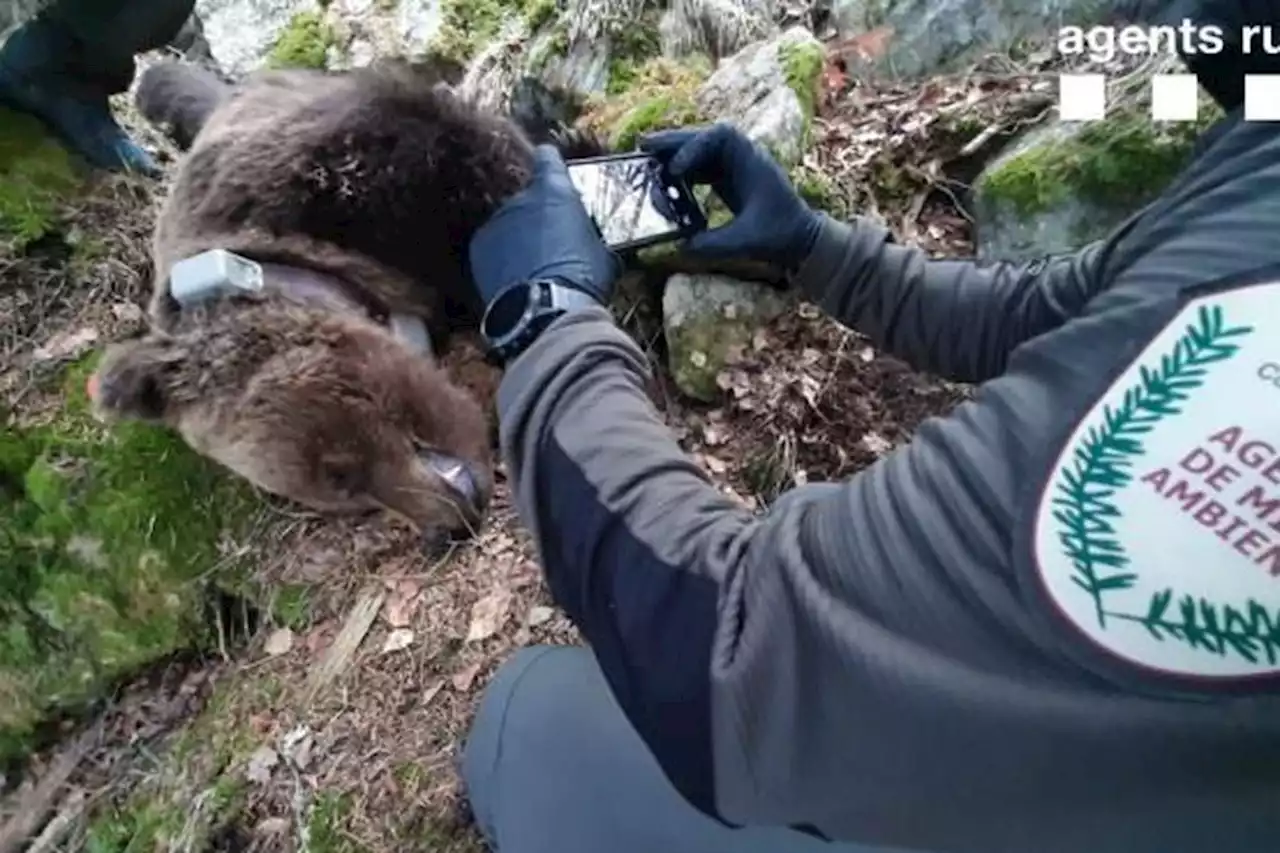 Ours des Pyrénées : un ancien élu du Val d'Arán et un agent de l'environnement inculpés dans la mort de Cachou