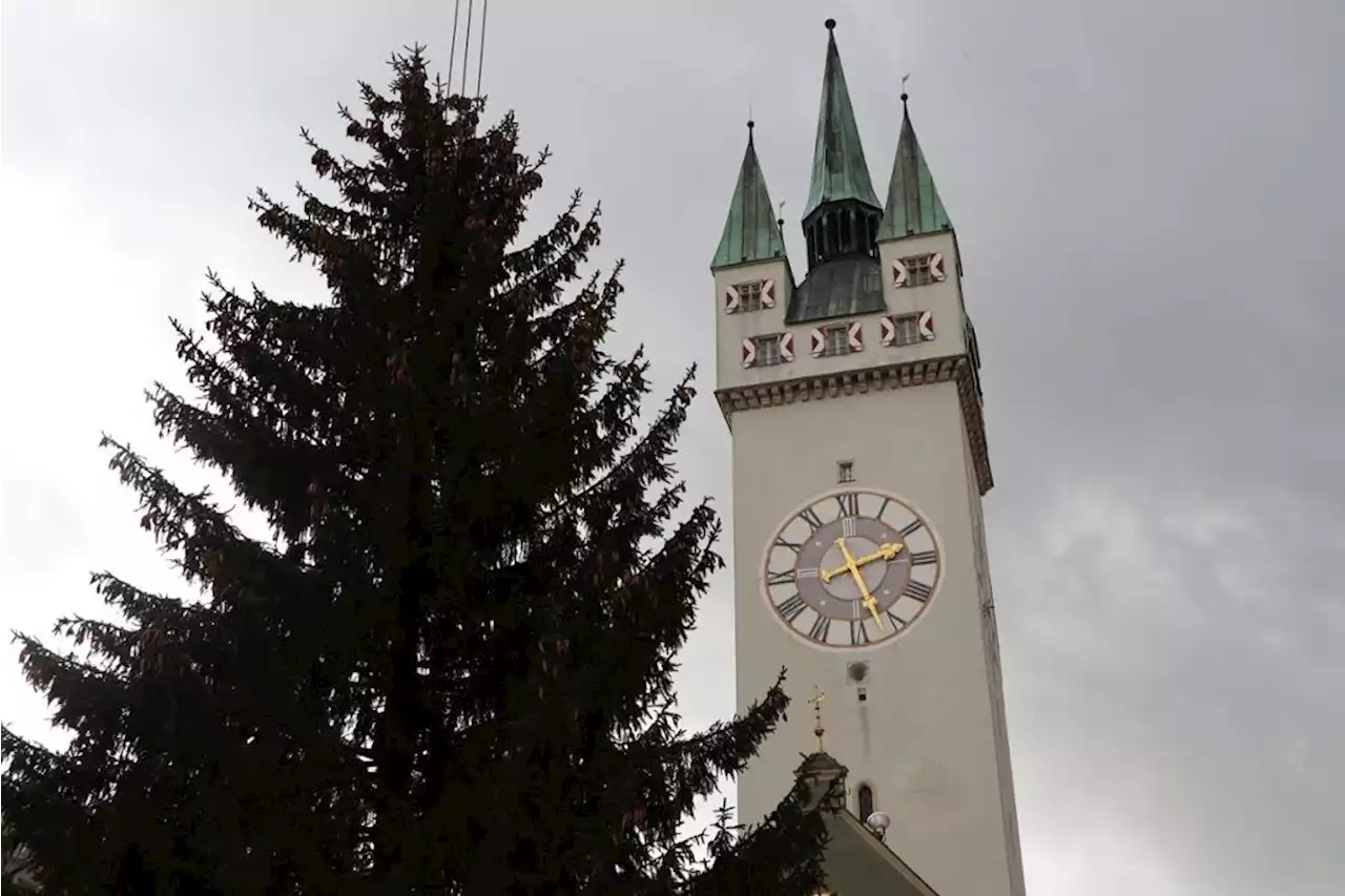 Straubing startet in Vorweihnachtszeit: 15 Meter hohe Rotfichte schmückt den Ludwigsplatz - idowa