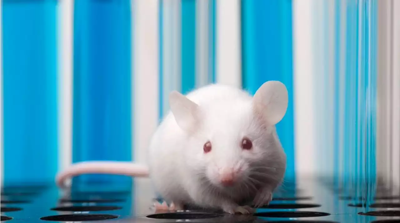 Cocaine hits mice even harder with low glycine levels