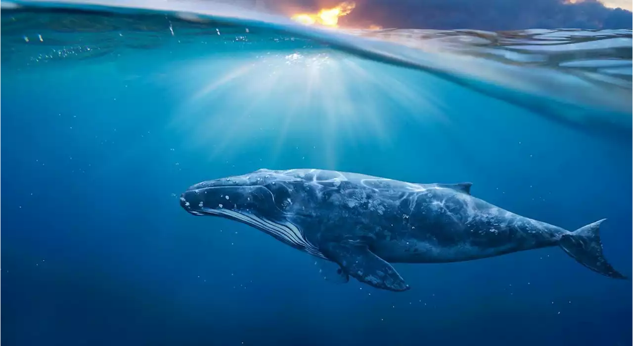 Blue whales off the California coast eat up to 10 million microplastics per day