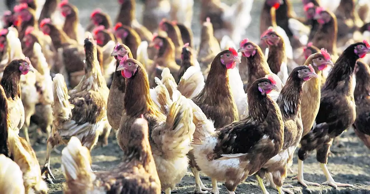 Poultry farmers ordered to keep flocks indoors from Monday over bird flu fears