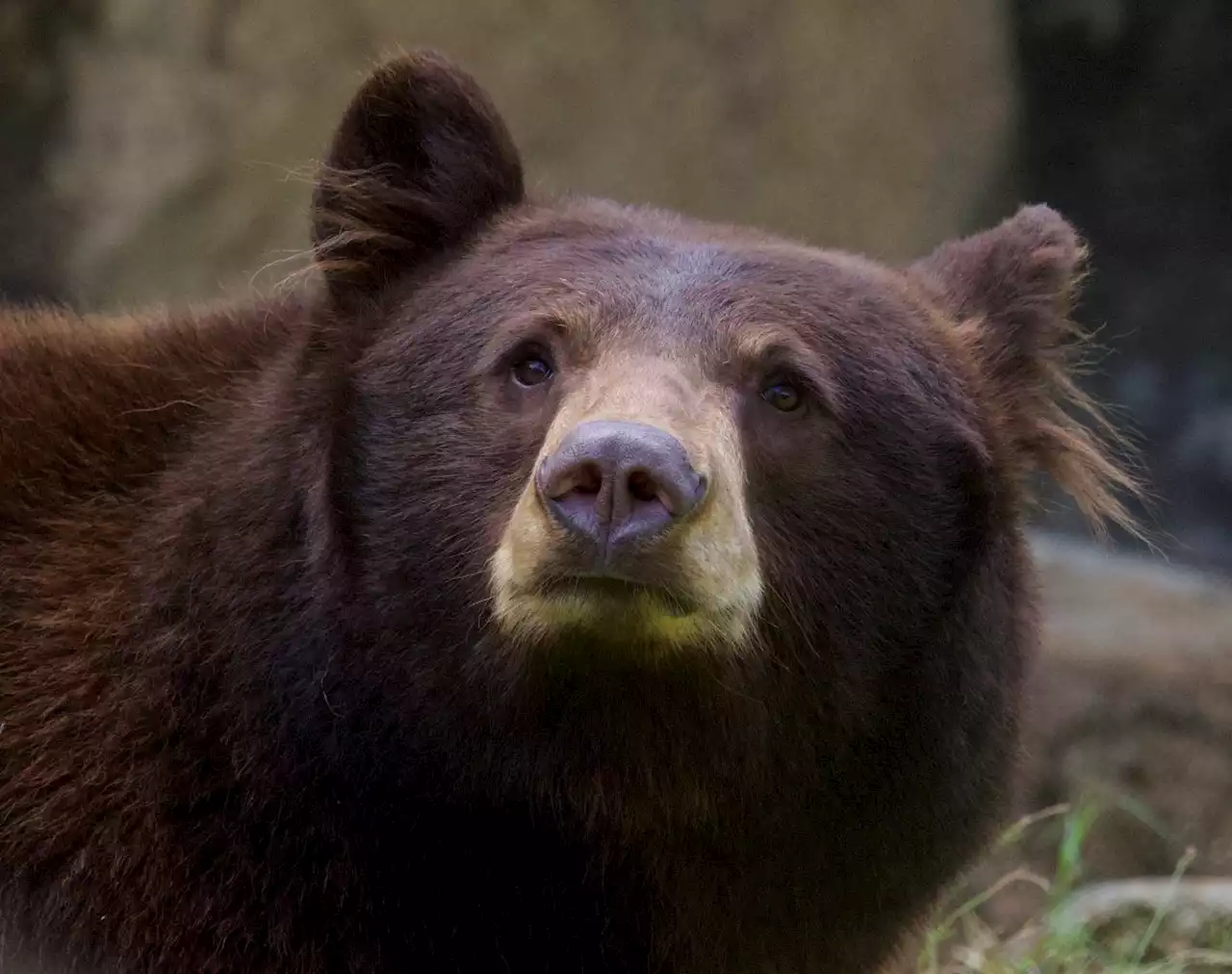 PHOTOS: Black bear makes debut at the Houston Zoo🐻