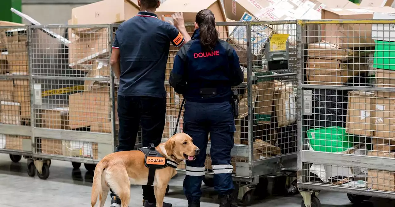 Ces chiens limiers qui travaillent au service des forces de l'ordre ou de secours