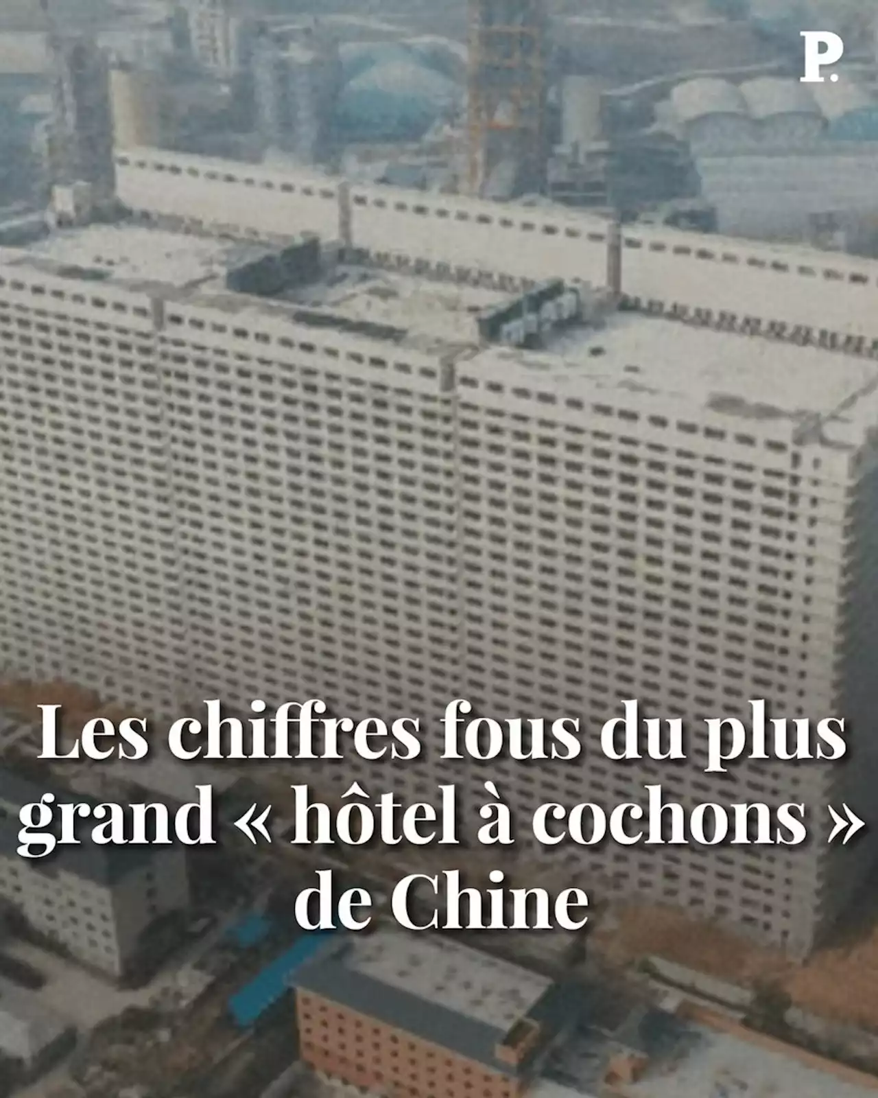 Les chiffres fous du plus grand « hôtel à cochons » de Chine