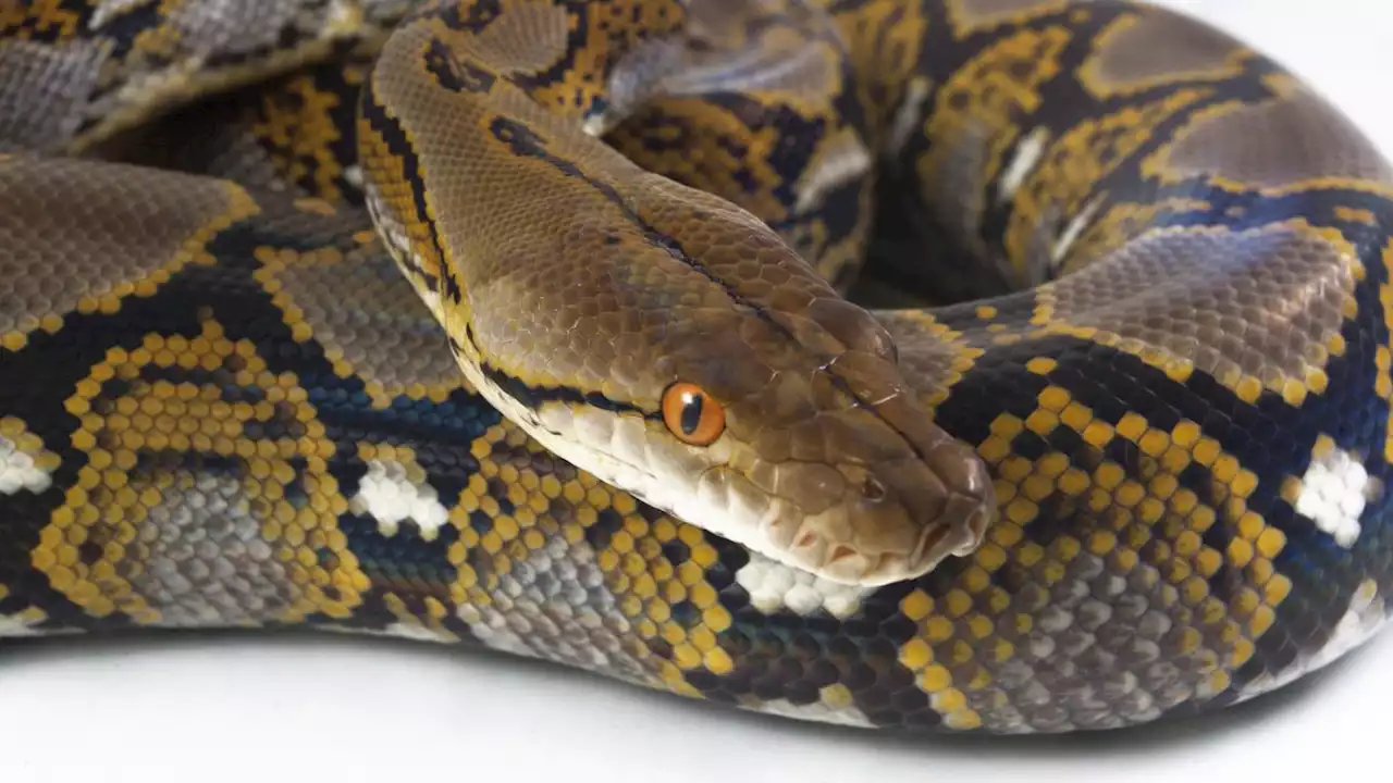 Missing woman’s body discovered in the stomach of 22-foot-long python in Indonesia